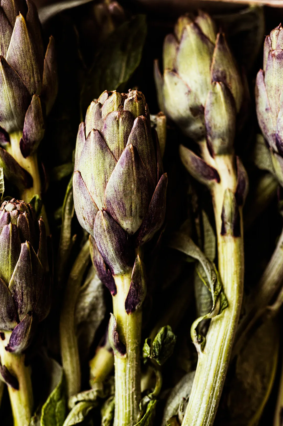 Close-up of purple artichokes on their stems