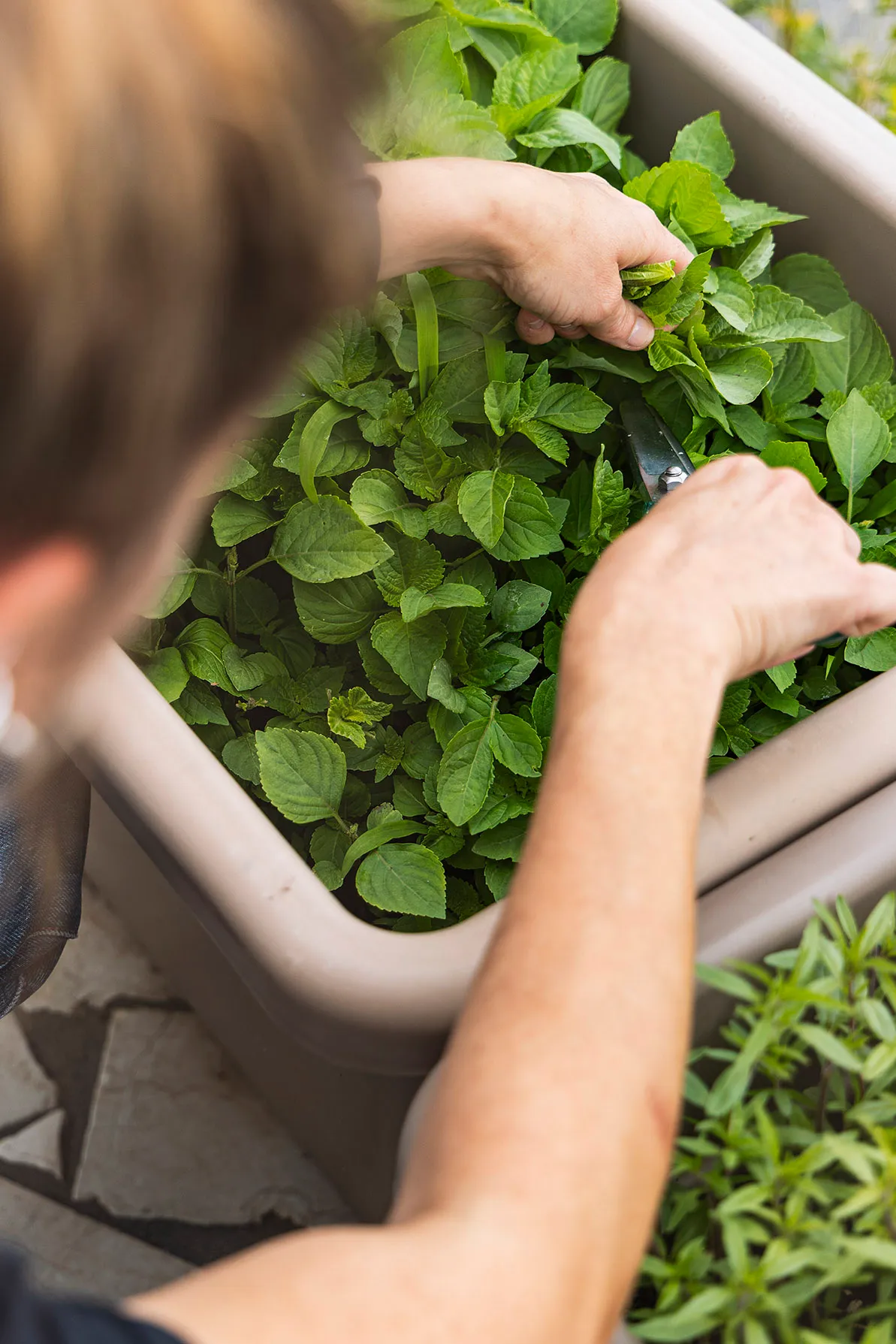 Hands picking fresh herbs